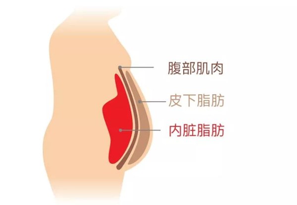 熊猫体育官方网站體育為您講解:內(nèi)臟脂肪要怎么減